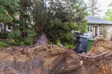 Büyük bir çam ağacının, fırtına ve şiddetli rüzgarların yol açtığı yıkımın ardından mahallede müstakil evlerin önünde dümdüz yattığı görülüyor. Uzayı sağa kopyala.