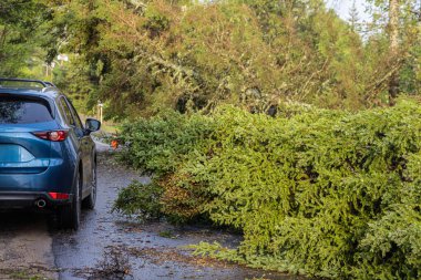 Arkadan bir SUV görülmekte, kötü fırtınadan sonra kökleri sökülmüş bir çam ağacının etrafında sürerken kasırga şiddetinde rüzgarlar esmektedir. Uzayı sağa kopyala.