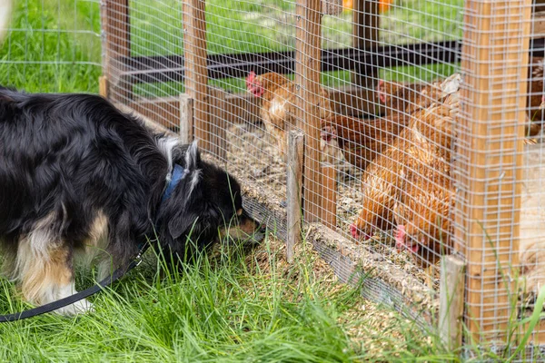 Closeup side view of a black long haired large breed dog, curiously investigating a chicken pen with a group of caged brown hens. With copy space.