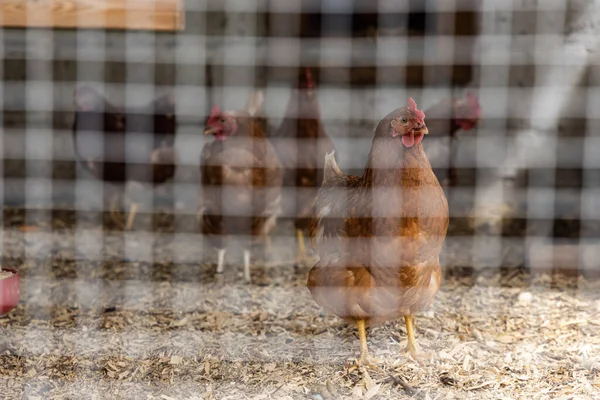 通过鸡舍的鸡丝 创造性地选择性聚焦透视 将重点放在有软网的褐色家禽上 有复制空间 — 图库照片