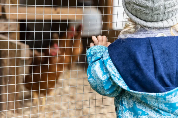 一只幼童站在鸡舍旁边 手放在网眼和模糊的母鸡的背景上 肩膀上方选择性的聚焦镜头 有复制空间 — 图库照片