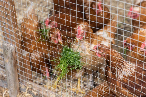 通过鸡笼中的鸡网看到一组Isa褐色母鸡的闭合视图 喂食时用新鲜绿叶的草条穿过圈闭 — 图库照片
