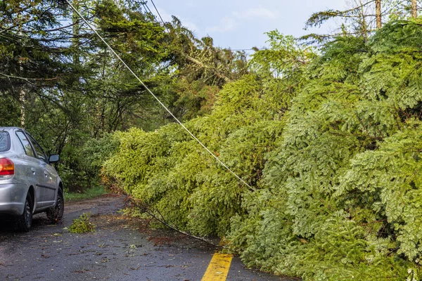 Devastation in a local community as mature pine trees are uprooted and knock down power lines and utilities. Power cuts and blocked roads in village.