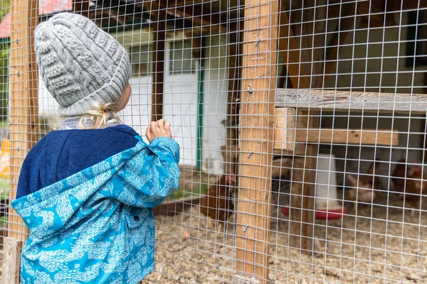 一个好奇的孩子戴着灰色的帽子 从后面看去 透过一个小农场的鸡舍的网状结构 复制空间到右边 — 图库照片