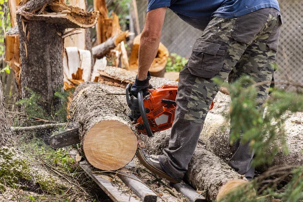 Side profile view on the lower half of a tree surgeon at work, using a powerful chainsaw to slice the trunk of a mature pine tree. With copy space.