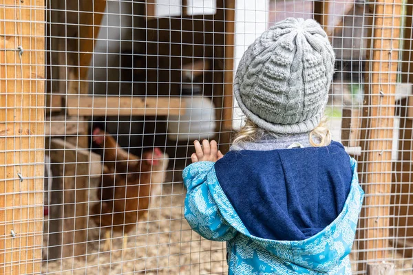 一个好奇的小男孩站在鸡舍前 从后面看鸡舍 看到鸡舍后面模糊不清 从后面的复制空间一直到左边 — 图库照片