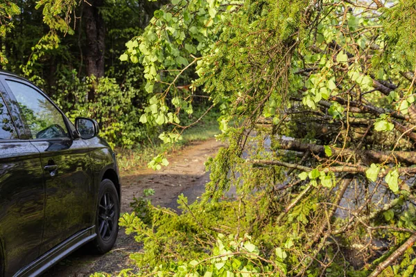 Ana yolu tıkayan ağaç dallarının yakın görüntüsü, kopyalama alanı olan güçlü bir fırtına sonrasında bir aracın etrafta gezindiği görülüyor..