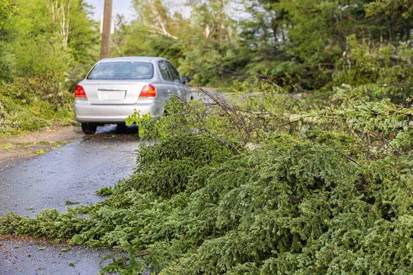 Kırsal Quebec 'e kasırga şiddeti ve tahribat vururken ağaçlık alanda otoyolun önünü kapatan enkaz parçaları görülüyor..