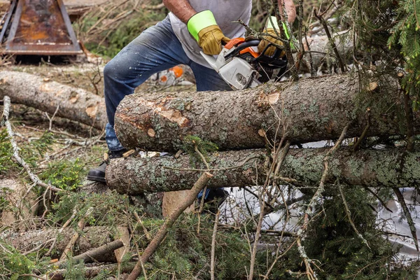 Closeup front view of a tree surgeon wearing protective gloves and blue jeans, using a chainsaw to chop fallen trees in the clean up after high winds.