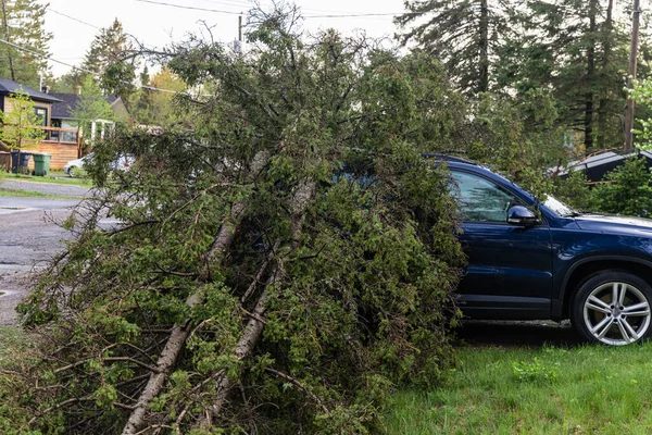 Wrecked car is seen underneath a fallen pine tree on drive of a home in small village in Quebec, Canada after region is hit with severe gale winds.