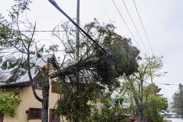 Árbol Cortado Atrapado Líneas Aéreas Una Calle Residencial Después Una Fotos de stock libres de derechos