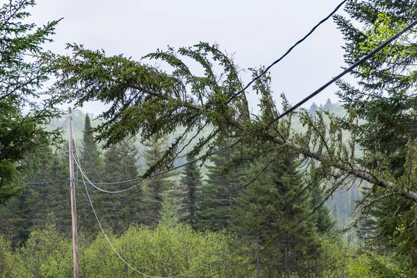 Fallen Pine Tree Seen Caught Overhead Electricity Supply Lines Causing Stock Image