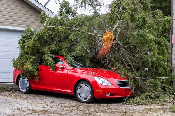 Reruntuhan Mobil Merah Bawah Pohon Pinus Dewasa Setelah Badai Membawa Stok Lukisan  