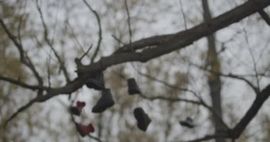 Sonbaharda eski ürkünç bir ağacın yüksek dallarının bağcıklarıyla sallanan pek çok çift ayakkabıya odaklı kısa klip. Ayakkabı fırlatma konsepti.