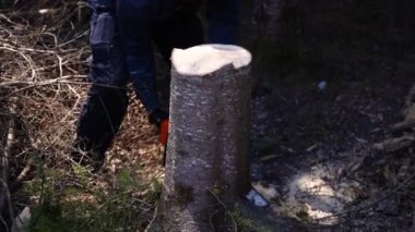 Ağaççının ağaçlık alandaki ağaç kütüğünden büyük bir kütük kesmek için kullandığı benzin motorlu testere ile yakın plan görüntüsü..