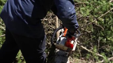 Ağaçlık alanda çalışan bir ağaççının belindeki ve kollarındaki yavaş çekim görüntüleri kesilmiş bir ağacın dallarını kesmek için elektrikli testere kullanıyor..