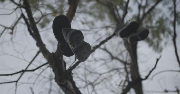低角度镜头 相机旋转向下在许多鞋子挂在老树枝下 用来扔鞋的拖鞋 也就是偷鞋 — 图库视频影像