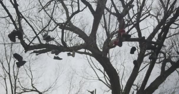 카메라 잎사귀없는 들락날락 가지들은 켤레의 신발로 장식되어 하늘에는 매달려 — 비디오