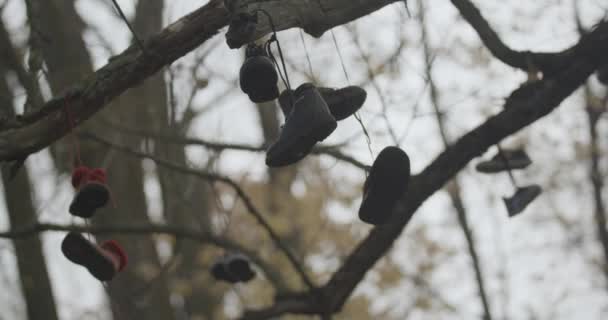 Kamera Wchodzi Wychodzi Jesienią Pod Bezlistnym Dojrzałym Drzewem Różnymi Parami — Wideo stockowe
