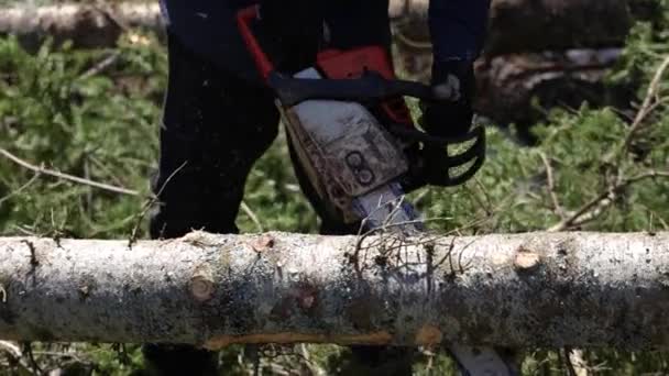 Widok Bliska Tułów Upadłego Drzewa Jako Arboriculturysta Wykorzystuje Narzędzie Mechaniczne — Wideo stockowe