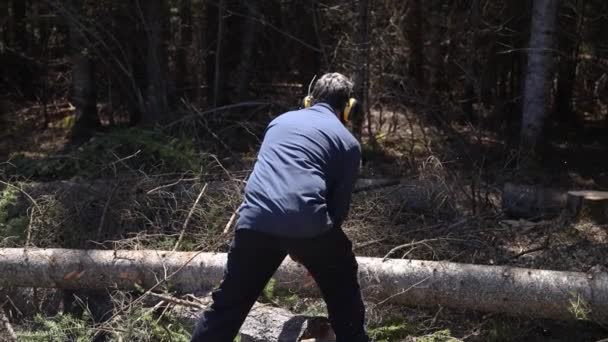 一名工作中的树外科医生穿着安全的耳罩 用机械锯子用锯子锯断松木 用锯子在树后放飞 拍摄了一部短片 — 图库视频影像