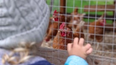 Bulanık üç yaşındaki çocuğun parmak uçlarını kümes deliklerine soktuğu, arka planda meraklı tavukların izlediği kısa seçici odak görüntüleri..