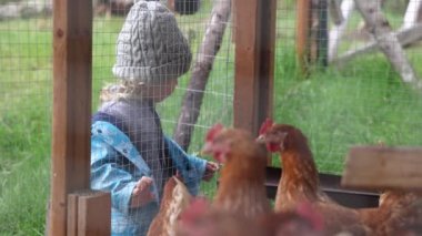 Kısa dürüst seçici odak klibi, arka planda tavuk kümesinin yanında duran ve ön plandaki kahverengi tavukların başı hareket eden genç çocuk odaklanır.