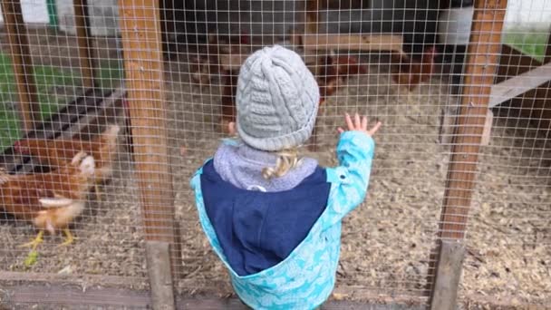 一个好奇的小孩站在后面 戴着灰色的帽子 手里拿着鸡笼的铁丝网 背景是模糊的褐色母鸡 有复制空间 — 图库视频影像