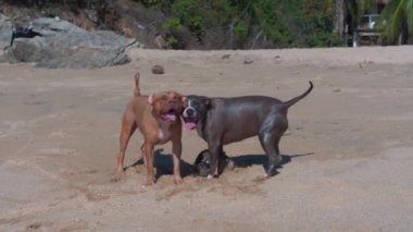 Mazunte, Oaxaca, Meksika 'da, okyanusta yüzdükten sonra sırılsıklam ve nefes nefese duran iki pitbull teriyerinin kısa klibi..
