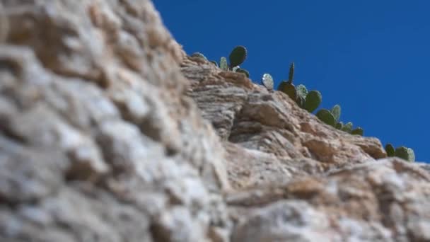 Cortometraje Mirando Por Acantilado Sedimentario Dentado Hacia Plantas Cactus Opuntia — Vídeos de Stock