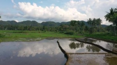 Drone footage of traditional farming methods in the Philippines with flooded paddy terraces in a clearing in a lush green rainforest with mountains.