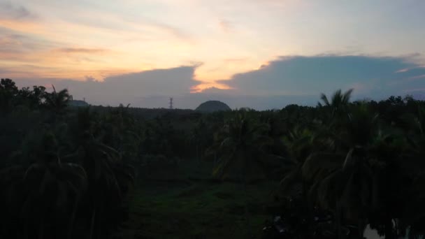 Drone Video Taking Large Rainforest Philippines Sunset Silhouetted Palm Trees — Vídeo de stock