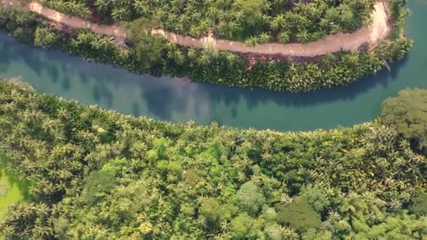 Birds Eye Perspective Meandering River Palm Treetops Dirt Road Tropical — Vídeo de stock