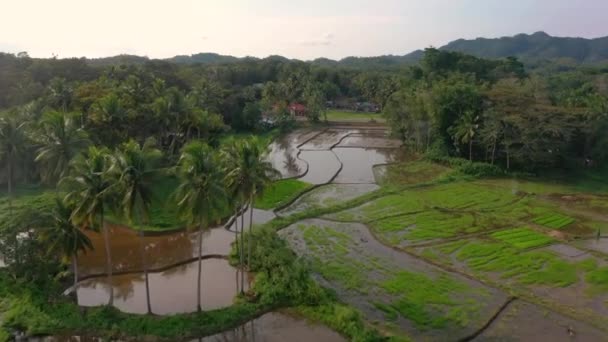 Aerial Clip Flooded Rice Fields Small Rural Farming Village Philippines — Stockvideo