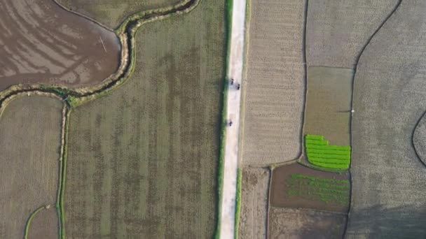 Birds Eye View Three Mopeds Driving Rural Road Farmland Rice — Vídeo de stock