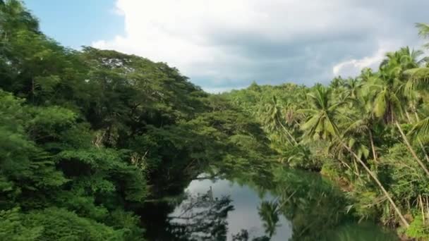Drone Footage Unspoilt Lush Green Rainforest Palm Trees Foliage Reflecting — Stock video