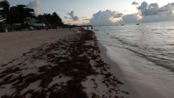 Late Afternoon Video Seaweed Washed Ashore White Sandy Beach Playa — Stock Video