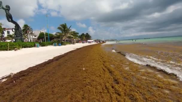 Low Flying Drone Shot Wide Band Sargassum Washed Ashore Caribbean — Vídeo de Stock