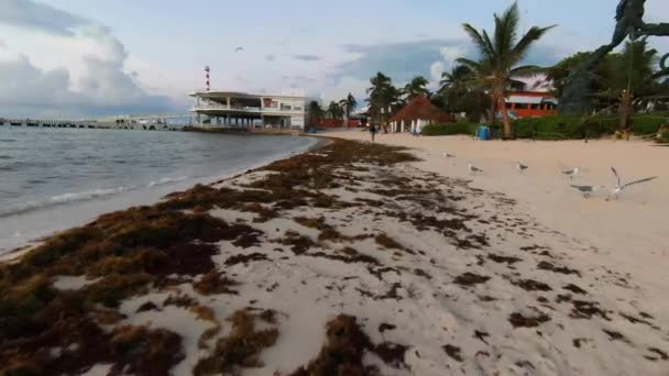 Low Flying Drone Perspective Excessive Amounts Sargassum Washed Popular Caribbean — Vídeo de Stock