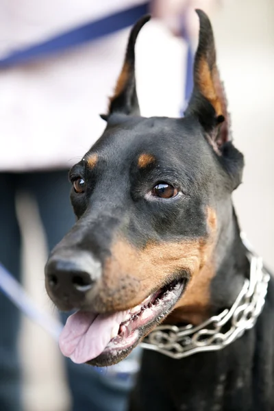 Genç doberman — Stok fotoğraf