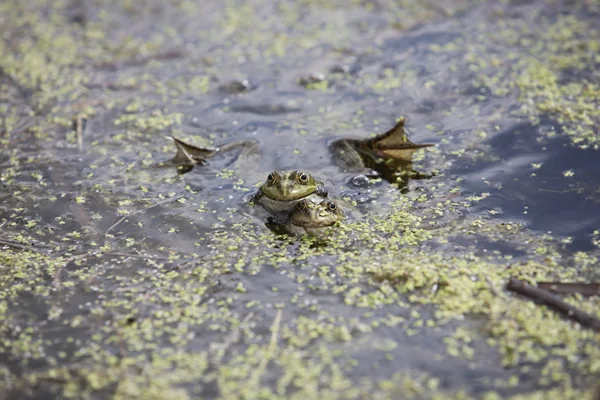 Dwie zabawne żaby — Zdjęcie stockowe