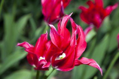 kırmızı lale. ateş şeklinde