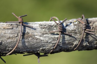 A close-up view of Rusted barbed wire on wooden stick clipart