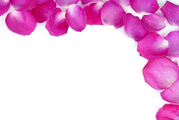 Bright rose petals background — Stock Photo, Image