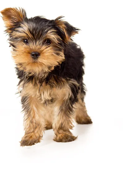 Szép kis yorkshire terrier — Stock Fotó