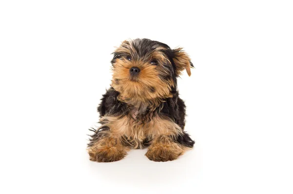 Mooie rasechte pup yorkshire Terriër geïsoleerd — Stockfoto