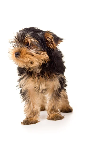 Gyönyörű yorkshire terrier kiskutya — Stock Fotó