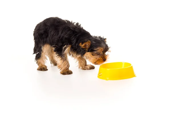 Kleine pup met een kom — Stockfoto