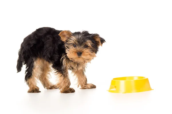Little puppy yorkshire terriers with a bowl Stock Picture
