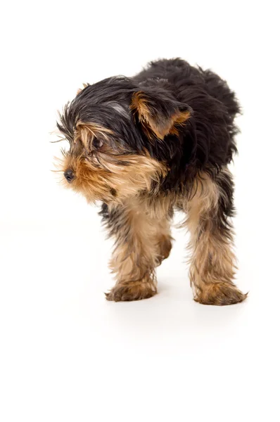 Portréja egy gyönyörű kis yorkshire terrier — Stock Fotó